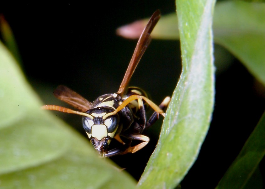 Polistes bruca